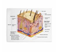 XGINERFEX Dermatology Skin Anatomy Poster Human Skin Structure Detailed Chart Educational Canvas Print for Wall Decor Clinic Home(Framed,12x18inch(30x45cm))