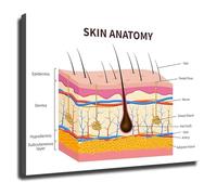 XGINERFEX Esthetics Training Poster Skin Layers Anatomy Chart for Beauty School Dermatology Office Study(Framed,08x12inch(20x30cm))