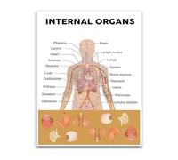 XGINERFEX Human Organs Anatomy Poster Biology Educational Chart Body Systems Science Wall Decor for Classroom Homeschool Teachers(Framed,12x18inch(30x45cm))