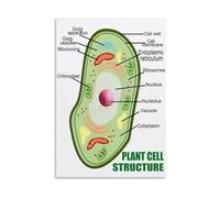 XGINERFEX Microbiology Wall-Art, Plant Cell Structure Biology Poster, Detailed Diagram with Labels, Educational Print for, Classroom and Office Decor(Framed,16x24inch(40x60cm))