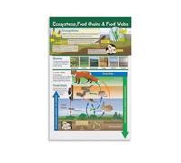 XGINERFEX Science Classroom Decor Ecosystems Food Chains and Webs Educational Canvas Print Wall-Art for Study Room Office(Framed,16x24inch(40x60cm))