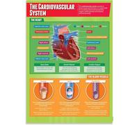 XGINERFEX The Human Cardiovascular System Educational Wall Chart Detailed Heart Diagram for Biology Learning(Unframed,16x24inch(40x60cm))