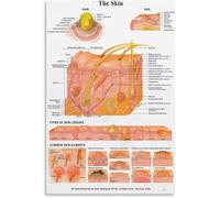 XGINERFEX The Human Skin Anatomy Chart Educational Canvas Poster Wall Decor for Biology Classroom Study Room Office Library(Framed,12x18inch(30x45cm))