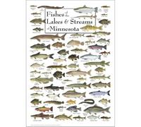 XGINERFEX Walleye Bass Pike Minnesota Fish Poster, Game Species of Lakes Streams, Angler Gift for Fisherman, Framed Vintage Art for Fishing Lodge(Framed,16x24inch(40x60cm))