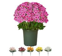 XIANGSHI Ortasthard Artificial Mums for Outdoors Fall, Artificial Outdoor Sunset Mums Flowers - UV Resistant, Waterproof, Windproof, Fall Faux Flower Decor, No Faded & Look Real (Pink,5*bunchs)