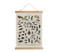 XIAOAIKA Poster Vintage d'Insectes - Affiche Éducative Entomologique avec Cadre en Bois, Décoration Murale Portrait pour Amateurs de Nature, 40 x 58 cm