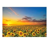 Xiaoterna 2,2x1,5m Toile de Fond Champ de tournesols Toile de Fond Paysage Naturel printanier Tournesols Jaunes en Fleurs Ciel Bleu Nature Fond d'écran Décoration de fête d'anniversaire
