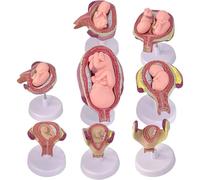 Xiaoxu Ensemble de modèles d'anatomie de la Grossesse, 8 stades de développement fœtal Amovibles, pour l'enseignement et l'étude médicale