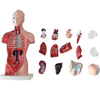 Xiaoxu Kit de Maquette d'anatomie Humaine 4D à Assembler pour l'enseignement, représentation détaillée des Organes, idéal pour Les projets scientifiques Scolaires et l'apprentissage.