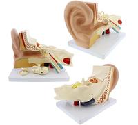 Xiaoxu Modèle Anatomique de l'oreille Humaine en 3 Parties (2 Amovibles). Modèle 3D de l'oreille Externe, Taille Moyenne, avec Socle.