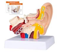 Xiaoxu Modèle Anatomique de l'oreille Humaine - Présentation 3D de l'oreille Externe, Moyenne et Interne avec Socle pour l'enseignement et l'étude médicale, Taille réelle (1,5 Fois).