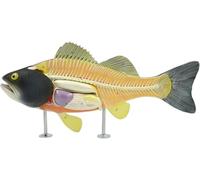 Xiaoxu Modèle Anatomique de Poisson avec Squelette et Organes internes détachables pour l'étude de la biologie et l'exposition vétérinaire, Outil pédagogique pour étudiants et Professionnels