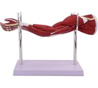 Xiaoxu Modèle Anatomique des Muscles du Membre supérieur, 5 Parties Amovibles avec Identification numérique, pour l'étude et l'enseignement de la physiologie médicale