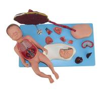 Xiaoxu Modèle Anatomique des viscères néonatals détachables en 13 Parties avec fœtus, Cordon ombilical et Placenta détachables pour l'enseignement de l'anatomie et de la physiologie humaines