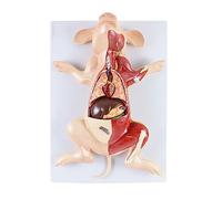 Xiaoxu Modèle d'anatomie du Porc, fœtus, Porc, Muscles et Organes internes du Porc, Outil d'étude du Foie, de l'estomac, du cœur et des poumons, modèle de Squelette