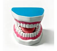 Xiaoxu Modèle de dent Dentaire 6X avec Langue Mobile, Support Flexible, Couleurs réalistes/Modèle de Soins dentaires pour l'éducation, la Pratique et Le Traitement (Jaune)