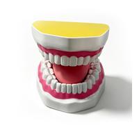Xiaoxu Modèle de dent Dentaire 6X avec Langue Mobile, Support Flexible, Couleurs réalistes/Modèle de Soins dentaires pour l'éducation, la Pratique et Le Traitement (Jaune)