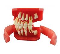 Xiaoxu Typodontes dentaires Mode Dentaire 3-12 Ans Croissance constante des Dents Remplacement Démonstration Anatomie Étude pédagogique (7012)