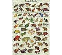 XingFox Grenouilles crapauds du monde éducatif science classe graphique métal étain signe grand rétro cadeaux et décoration murale de porte école chambre ferme 8x12 pouces