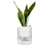 Xinhuju Pots à arrosage Automatique, Transparent, avec réservoir d'eau, pour d'intérieur, avec Fil de Coton Absorbant, pour Toutes Les d'intérieur, Herbes