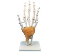 Xiniy Modèle D'Articulation de la Main Humaine avec Ligaments, Taille Réelle Scientifique Flexible 1:1, Modèle de Doigt, Outils Éducatifs pour Médecins