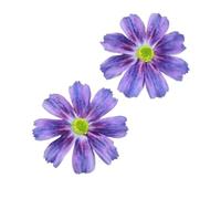 XINXWEN Têtes de Fleurs Gesang de 9 cm for fête de Mariage | Conception de fleur de Gesang réaliste, belle et réutilisable for une utilisation prolongée