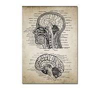 XIOFYA 1pc tête Humaine et Cerveau Anatomie Poster Brevet Vintage imprimé Neuroscience Humaine Anatomie Murage Images médecins Bureau décoration (Couleur : A, Size (inch) : 30X42cm No Frame)