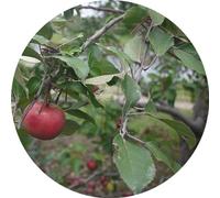 Xiu Xiu/Father Murphy - Split [Import]