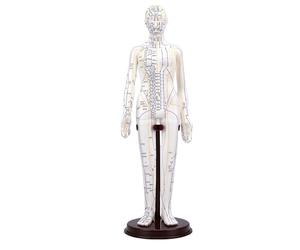 Xiuganpo Modèle d'acupuncture, Modèle de Point d'acupuncture Humain de 52 Cm avec Bras Rotatifs à 360°, Poupée 'acupuncture Complète du Corps avec Guide de Pratique Inclus pour la Démonstration