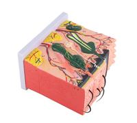 Xiuganpo Modèle D'anatomie de la Peau avec Grossissement 50X pour les Fournitures de Laboratoire D'aide à L'enseignement des Sciences