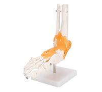 Xiuganpo Modèle de Squelette de Pied Humain, Modèle d'os de Pied à Ligaments Flexibles à l'échelle 1: 1, Structure Anatomique de l'articulation du avec Base pour Enseigner aux Médecins