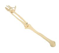 Xiuganpo Modèle D'os de Bras Humain, Modèle D'os de Membre Supérieur pour Explication Médecin-Patient, Affichage Pédagogique en Médecine et en Sciences