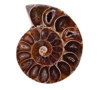 Xiuganpo Spécimen Fossile, Pierres Naturelles 2pcs Minéraux d'ammonite Fossile Spécimen, Style Rétro pour les Fournitures d'enseignement Scolaire (Diamètre 4cm)