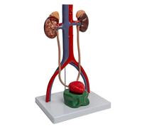 XIUWOUG Modèle du système urogénital 1: 1 - Moule Anatomique rénal avec des Structures de vessie et d'uretère 3D pour l'enseignement stéréoscopique,A