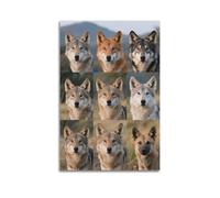 XKUGA Poster décoratif sur toile avec guide des espèces de loup - Poster décoratif sur toile - Décoration murale moderne pour chambre à coucher - 30 x 45 cm
