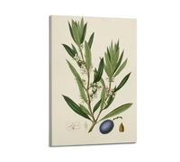XKUGA Poster décoratif sur toile représentant un guide d'anatomie botanique du XIXe siècle, affiche murale et impression d'art moderne pour chambre à coucher (60 x 90 cm)