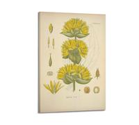 XKUGA Poster floral vintage du XIXe siècle - Anatomie botanique - Poster décoratif sur toile - Affiches murales et images d'art modernes pour chambre à coucher - 60 x 90 cm