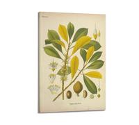 XKUGA Poster floral vintage du XIXe siècle - Anatomie botanique - Poster décoratif sur toile - Affiches murales et images d'art modernes pour chambre à coucher - 50 x 75 cm