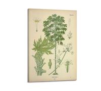 XKUGA Poster floral vintage du XIXe siècle - Anatomie botanique - Poster décoratif sur toile - Affiches murales et images d'art modernes pour chambre à coucher - 50 x 75 cm