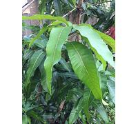 Xl 12 â€œlunga bio freschi foglie di mango dalla Florida