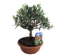 Xl bonsaï olea dans un bol