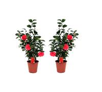 Xl camellia japanese rose - 2