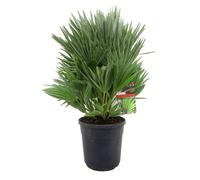 Xl chamaerops vulcano palmier
