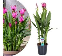 Xl curcuma al siam splash