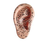 XLWLLNJ Points D'acupuncture sur L'oreille Humaine - Modèle Du Pavillon de L'oreille - Outil de Formation et D'enseignement Hautement Simulé P, Droite