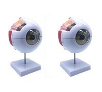 Xnuiasqe Lot de 2 modèles anatomiques de l'œil humain élargi 6 fois, anatomiquement précis