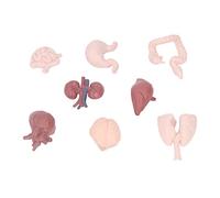 Xnukaw Modèle D'organe Humain avec 9 Organes Détachables pour L'éducation | Construction en Plastique, Cerveau, Cœur, Poumons, Foie, Estomac, Reins Inclus, pour L'enseignement Scolaire ou