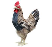 Xoeryoy Figurine de Poulet, Statue de Poulet réaliste pour la décoration la Maison et du Jardin, Sculpture Poule Brune, 23 * 15 * 34cm