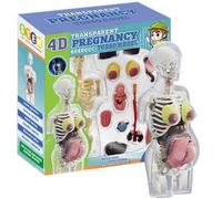 Xoeryoy Modèle du Corps Humain pour Enfants 8, 5 Pouces Amovible Femme Enceinte Anatomie Humaine modèle en Plastique