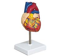 Xptieeck Modèle de cœur en plastique, modèle de cœur, anatomie, modèle de cœur, 2 pièces, Deluxe, modèle de cœur humain grandeur nature avec 34 structures anatomiques, anatomique
